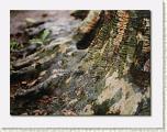 19 Susan's Tree * 652 x 492 * (52KB)